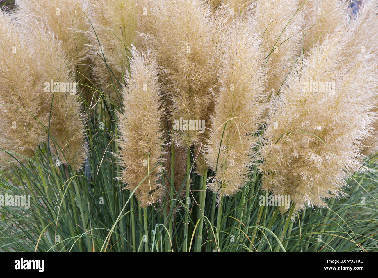 Garden with bush of blooming pampas grass Stock Photo Alamy