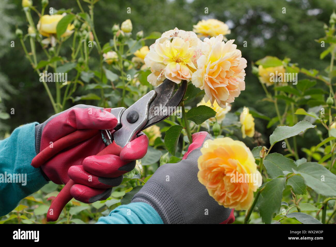 Rosa 'Molineux'. Deadheading roses with secateurs to prolong blooming throughout summer. Stock Photo