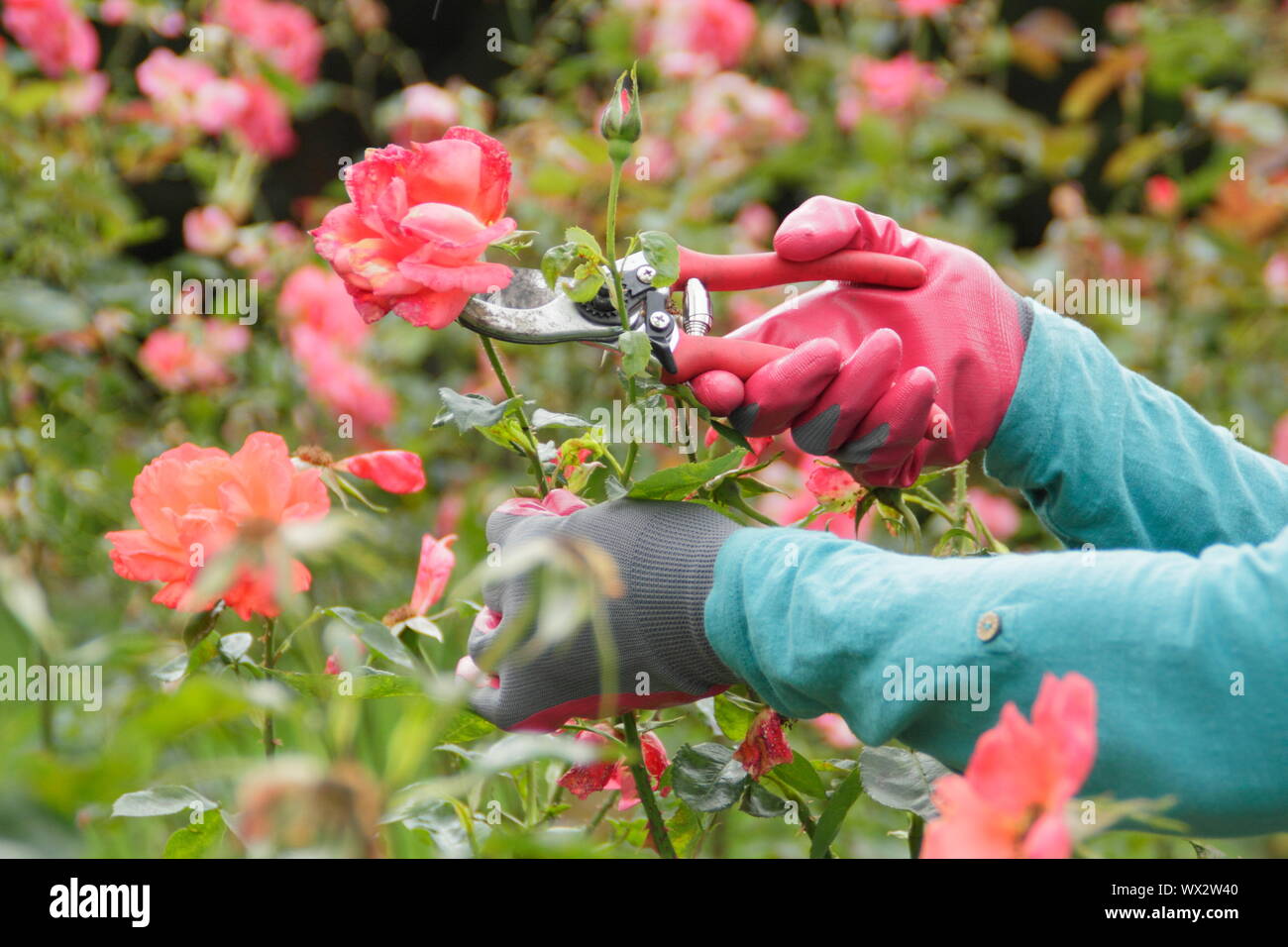 Rosa 'Alexander'. Deadheading roses with secateurs to prolong blooming throughout summer. Stock Photo