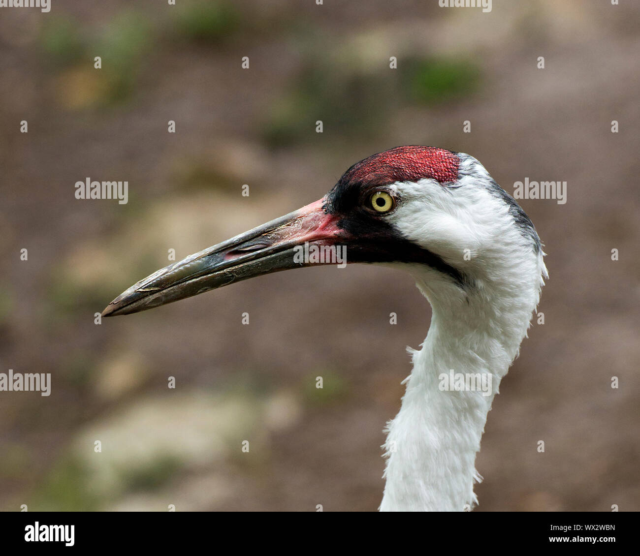 Whopping Crane bird close up enjoying its surrounding and environment. Stock Photo