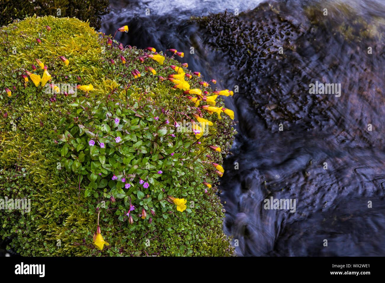 Alpine Willowherb, Epilobium anagallidifolium, and Subalpine Monkeyflower, Erythranthe caespitosa, blooming along a tributary of the Cispus River in t Stock Photo