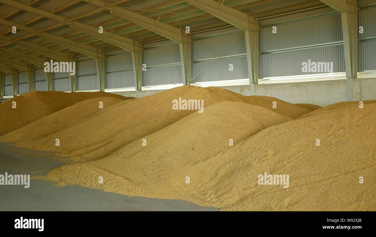 Stock or warehouse pile wheat store, barley and other cereals and grain