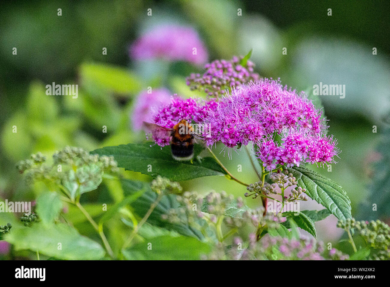 Spirea Japanese (feather-fern, Astilbe japonica) and cuckoo bee Stock Photo