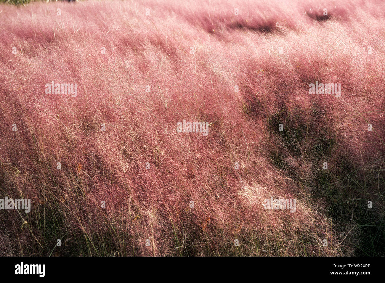 Pink muhly grass Stock Photo