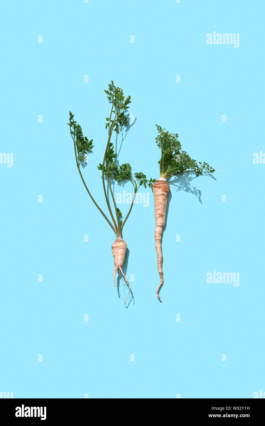 Green parsley stalks with a root on a blue background with copy space
