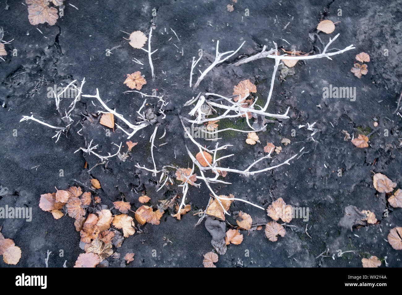 Dying shrub plants and degrading soil because metallurgical plant Stock