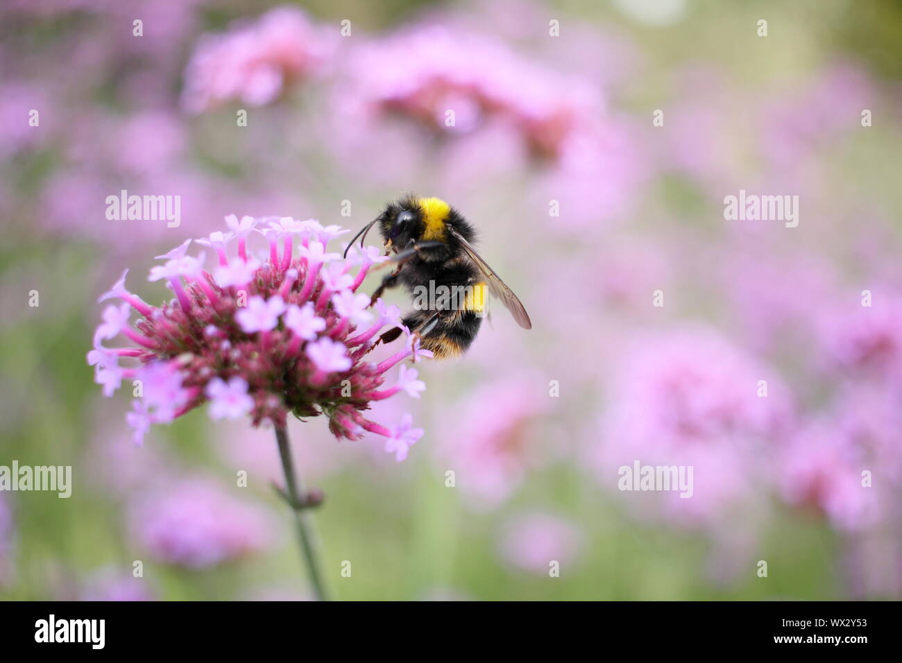 Bumble bee feeding on Verbena bonariensis in a late summer garden border Stock Photo