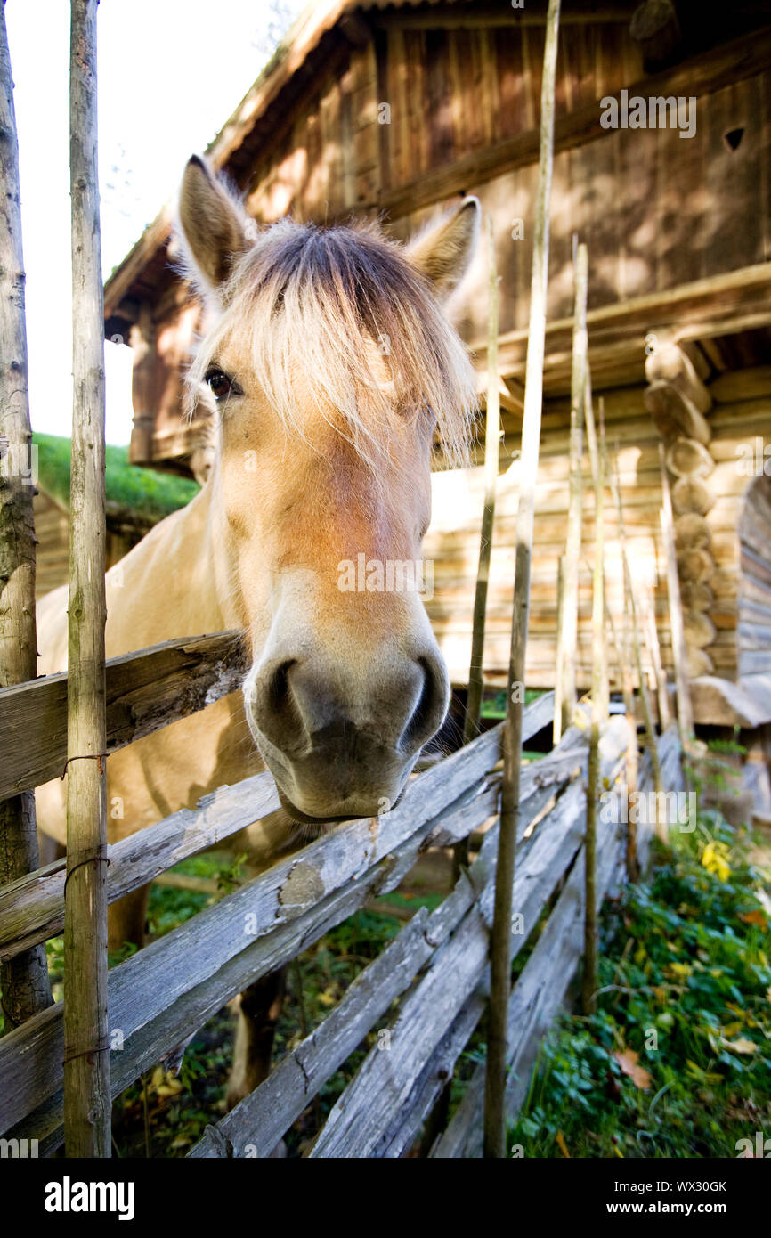 Norwegian Fjord Horse Stock Photo