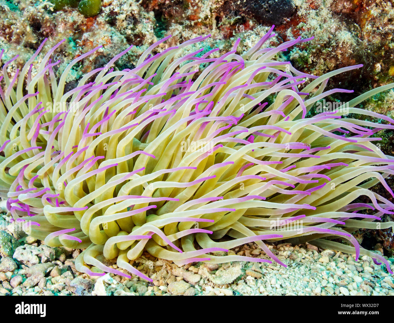 Deepwater Anemone Stock Photo