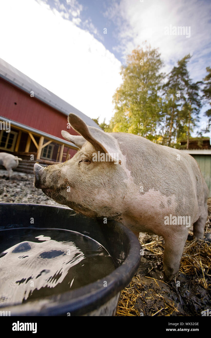 Pig 2024 water bowl