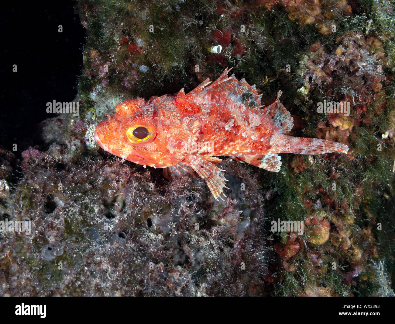 Small red scorpionfish (Scorpaena notata) Stock Photo
