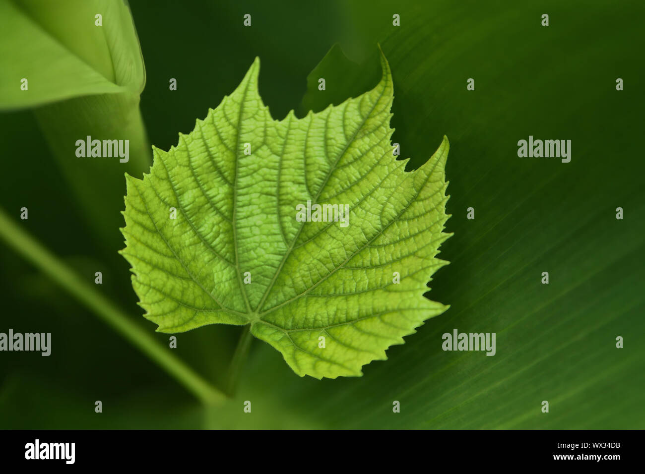 Vine leaf color hires stock photography and images Alamy