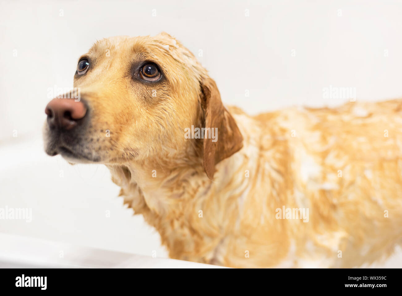 Golden retriever afraid of taking a bath. Sad expression. Stock Photo