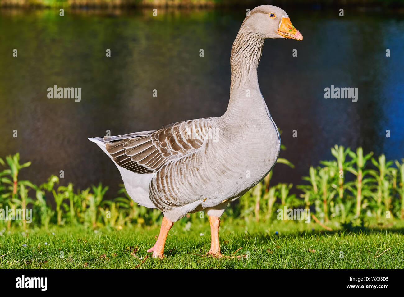 Grey Goose on the Grass Stock Photo