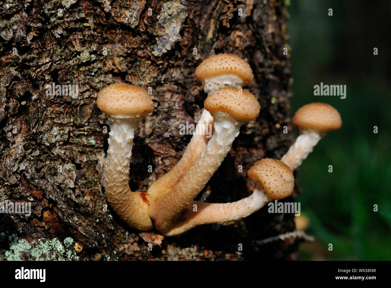 Group of honey mushrooms (Armillariella mellea lat.) is growing on the fir-tree, Puumala, Finland Stock Photo