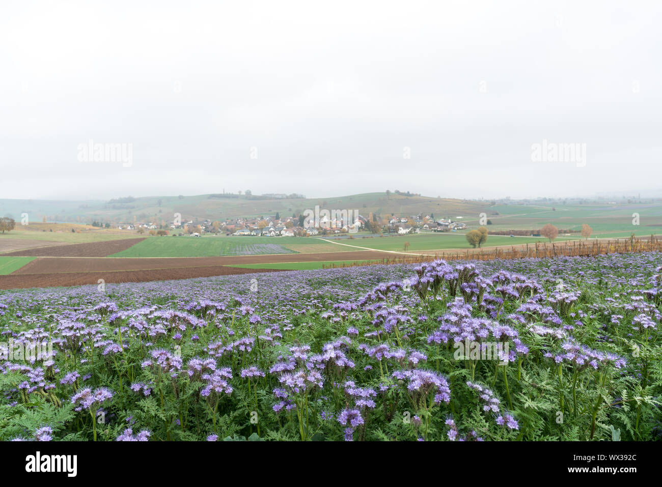 countryside landscape in Switzerland with purple wildflower fields and colorful farm fields and idyl Stock Photo