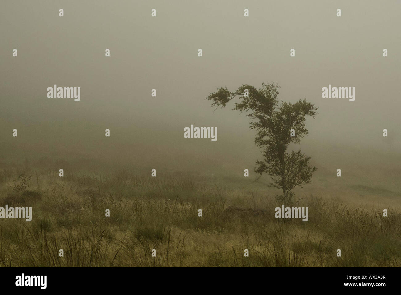 A view of moorland heather and a tree in early morning mist on Crompton Moor, Oldham. Stock Photo