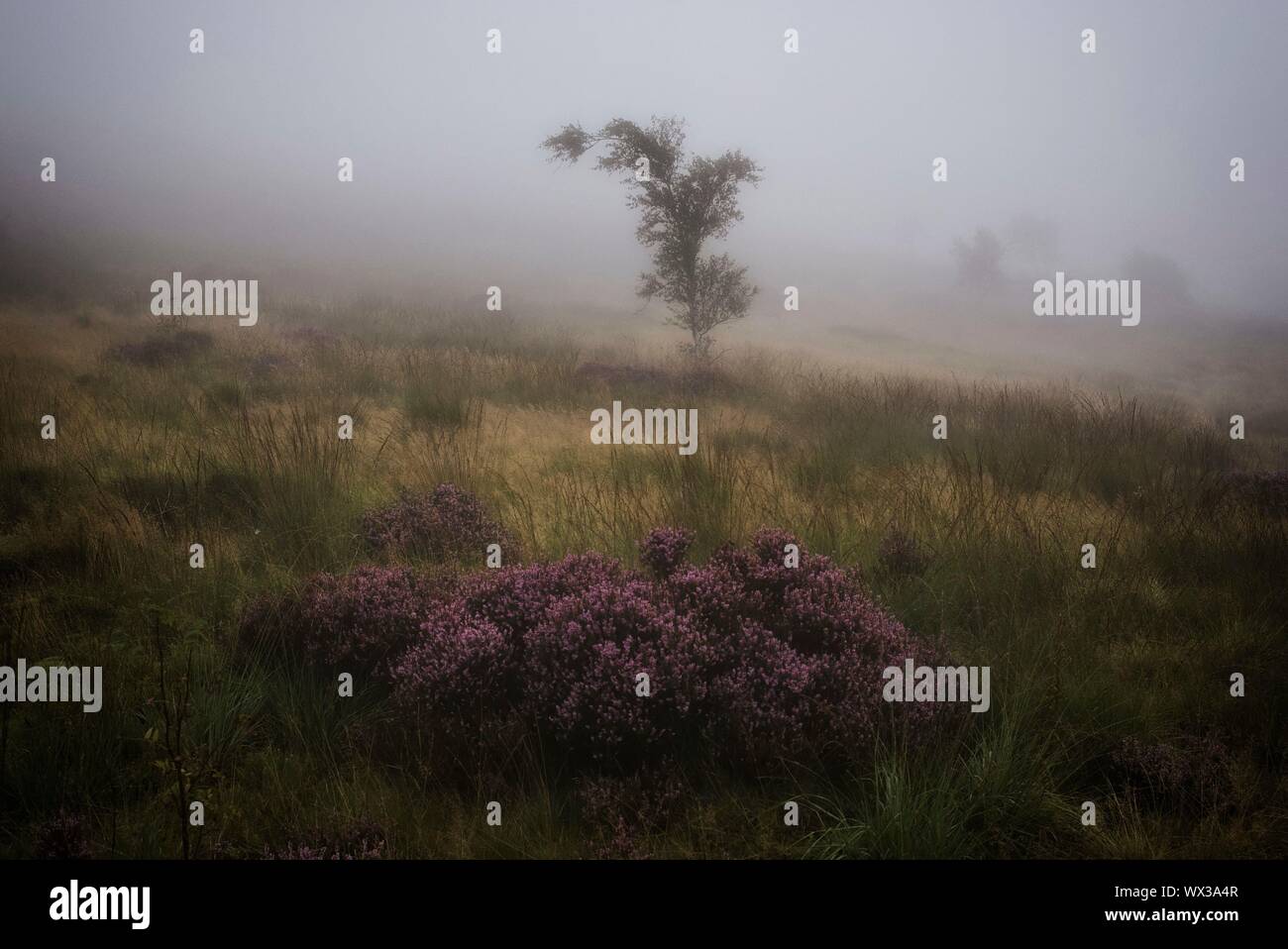 A view of moorland heather and a tree in early morning mist on Crompton Moor, Oldham. Stock Photo