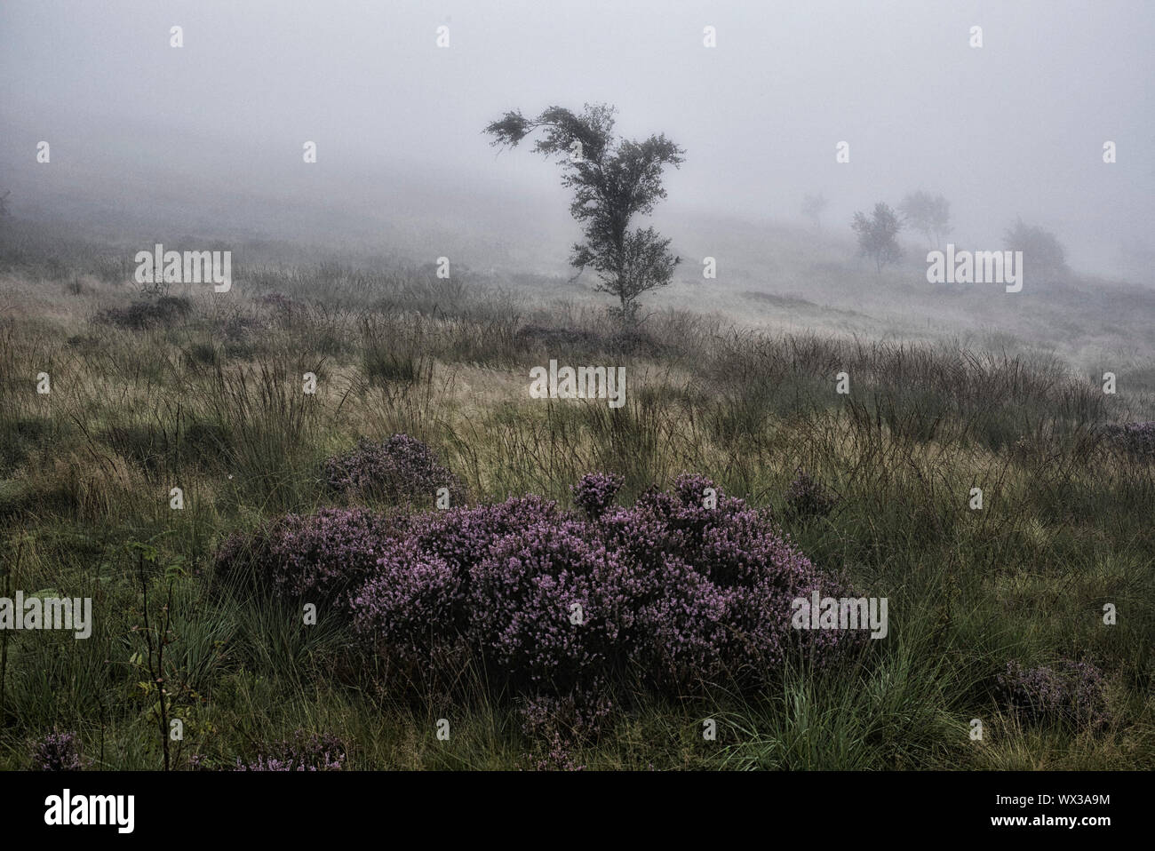 A view of moorland heather and a tree in early morning mist on Crompton Moor, Oldham. Stock Photo