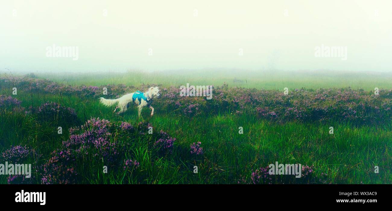 A white lurcher on the Crompton Moor in heather and mist Stock Photo