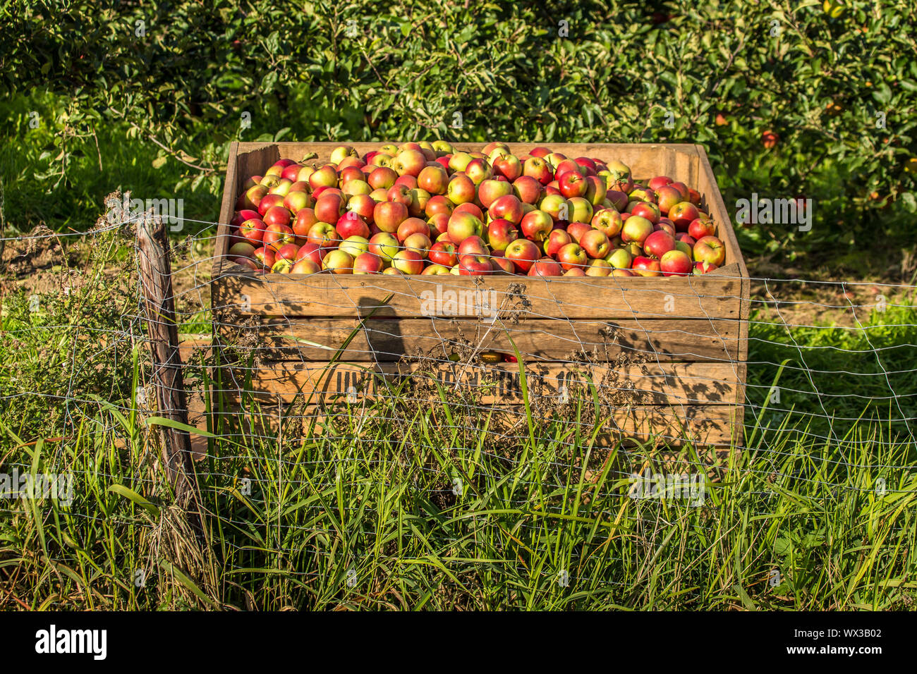 apple harvest Stock Photo Alamy