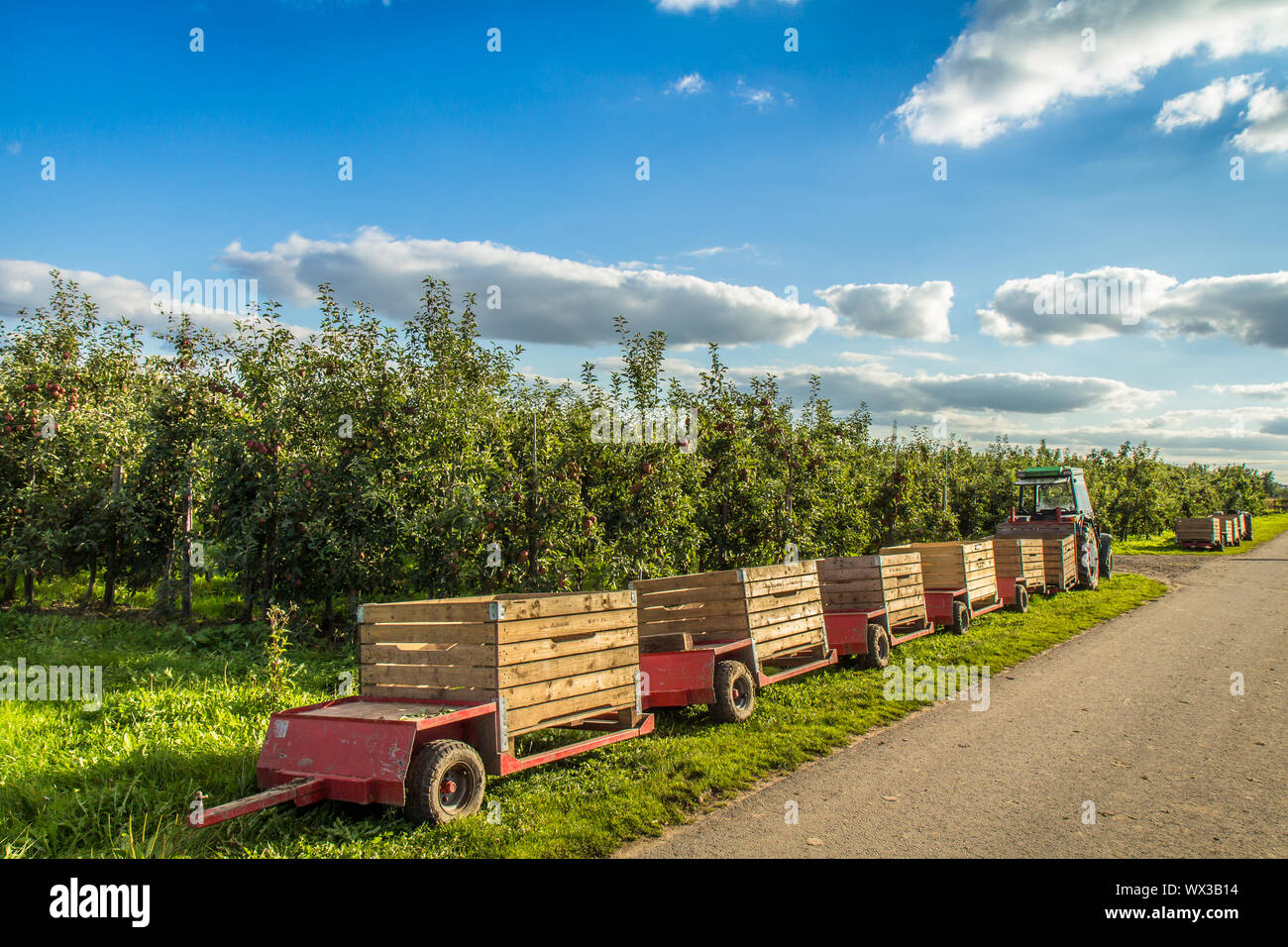 apple harvest Stock Photo