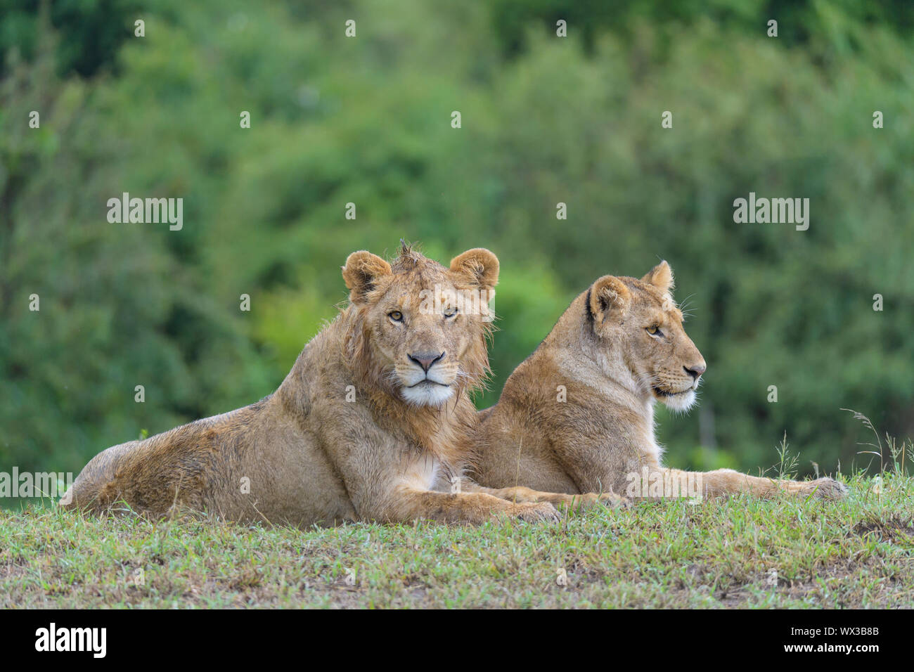 African lion, Panthera Leo, young pair lying, Masai Mara National ...