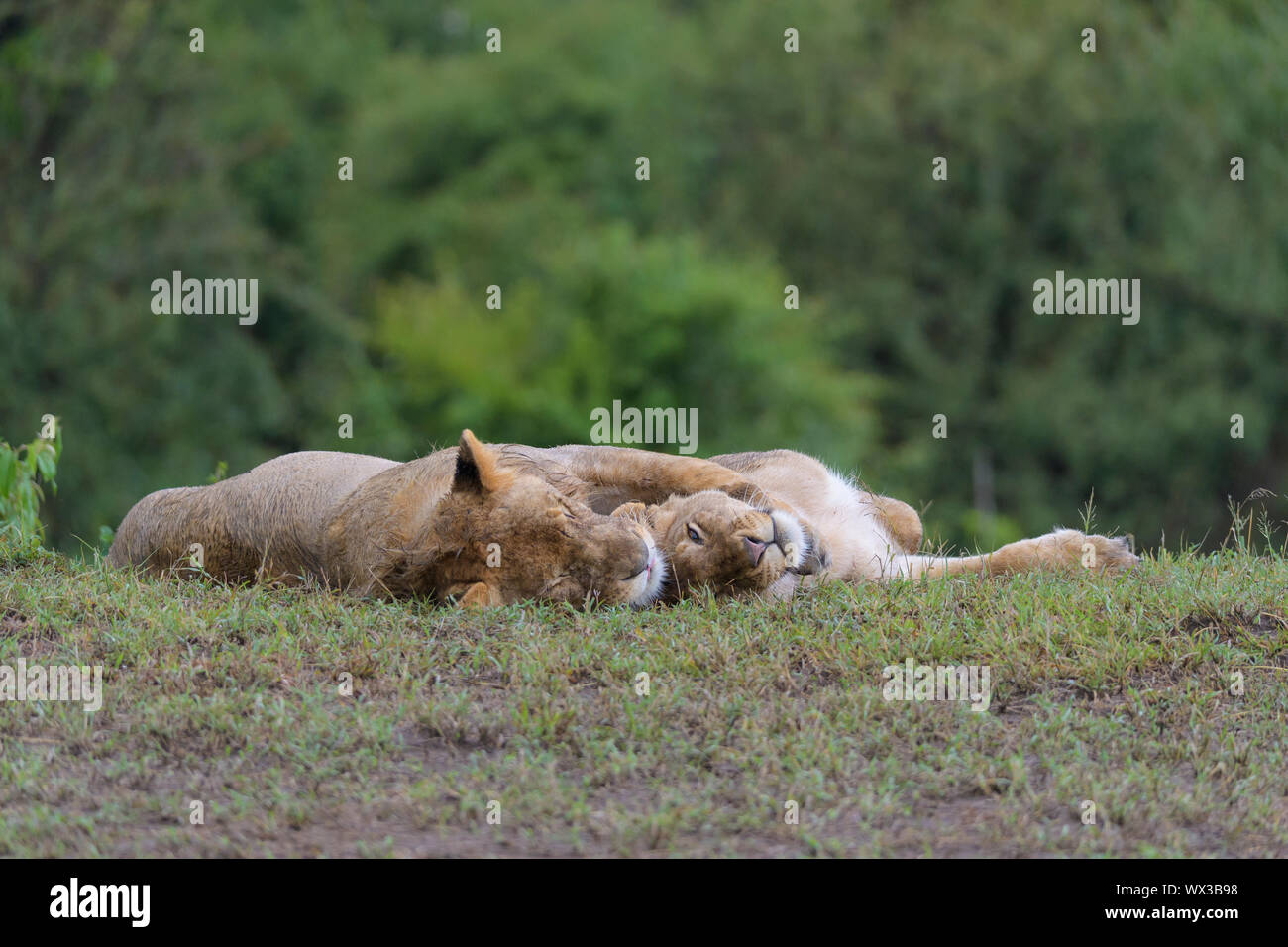 African lion, Panthera Leo, young pair lying, Masai Mara National ...