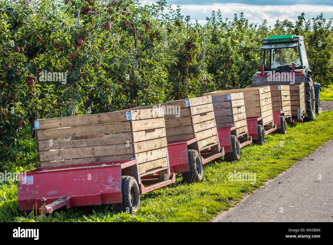 Gala apple tree hires stock photography and images Alamy