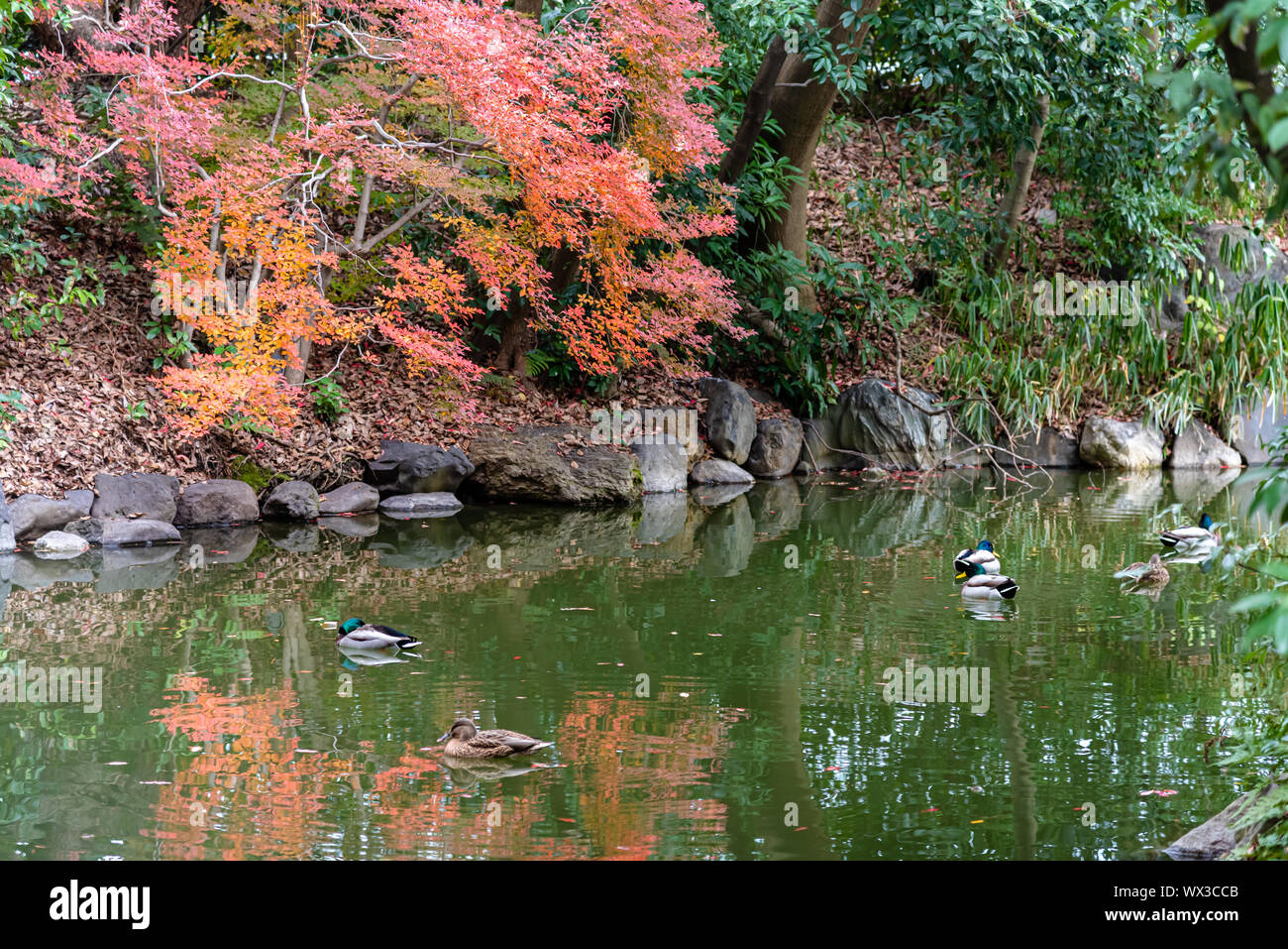 Wild ducks swimming in water in sunny day. autumn foliage scenery view. Kyoto Imperial Palace, Kyoto, Japan Stock Photo