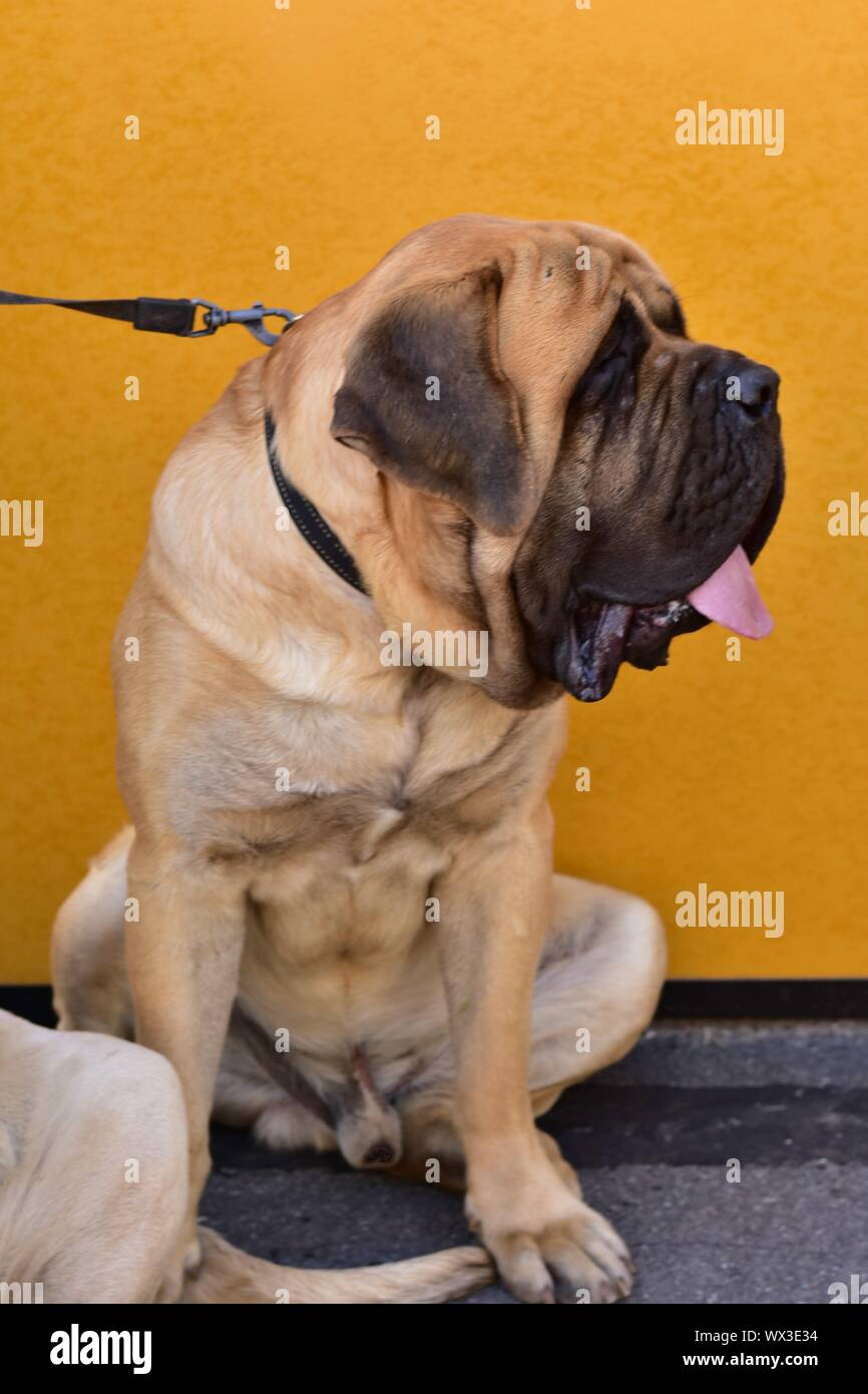 zeus english mastiff