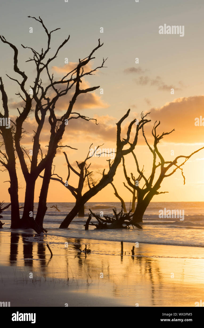 sunrise on a calm and empty beach with driftwood and reflections Stock ...
