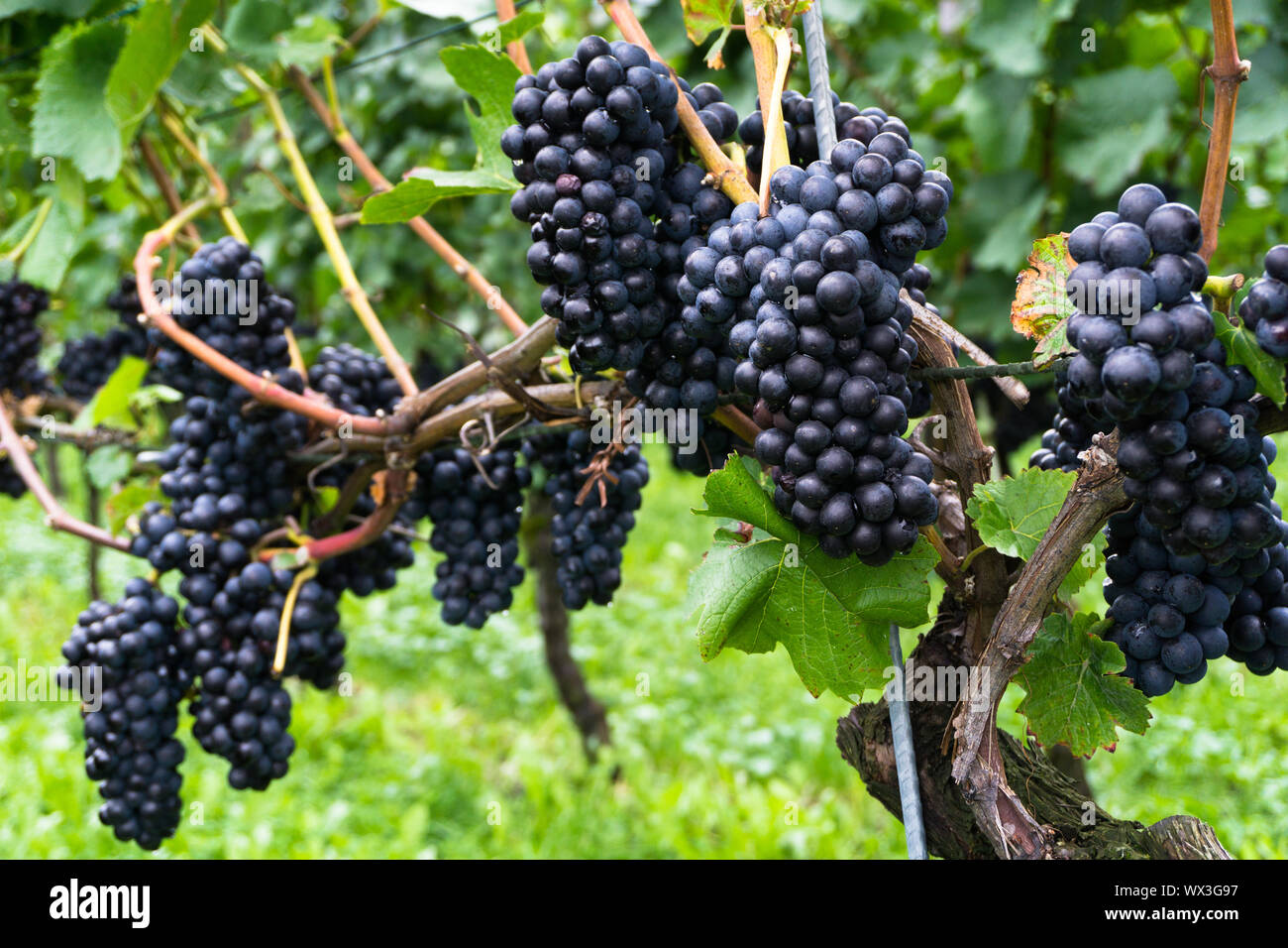 close up view of ripe pinot noir grapes on a green grapevine in summer  Stock Photo - Alamy, image size:1300x956
