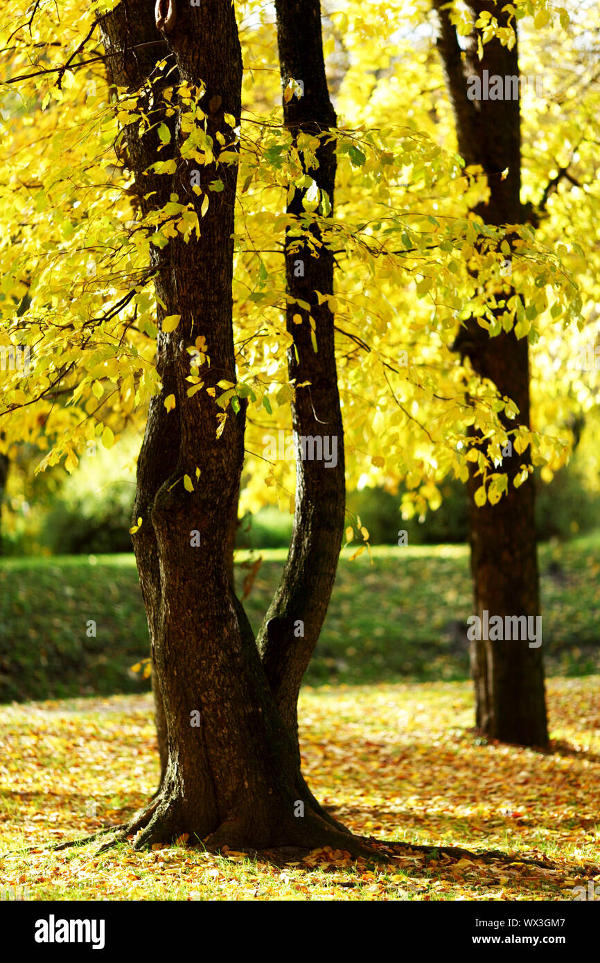 close up autumn trees in park Stock Photo - Alamy