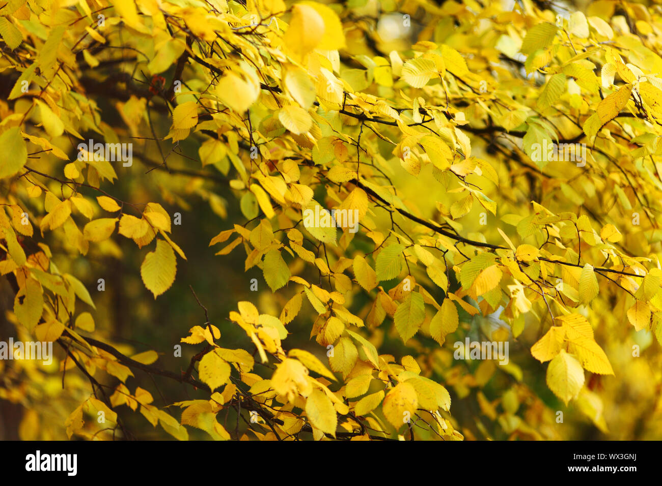 close up autumn trees in park Stock Photo - Alamy