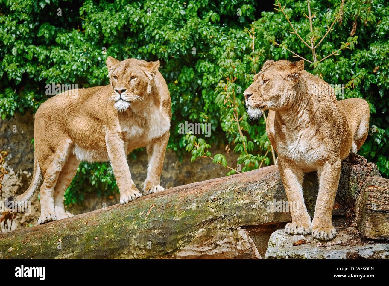 Lionesses on a Log Stock Photo