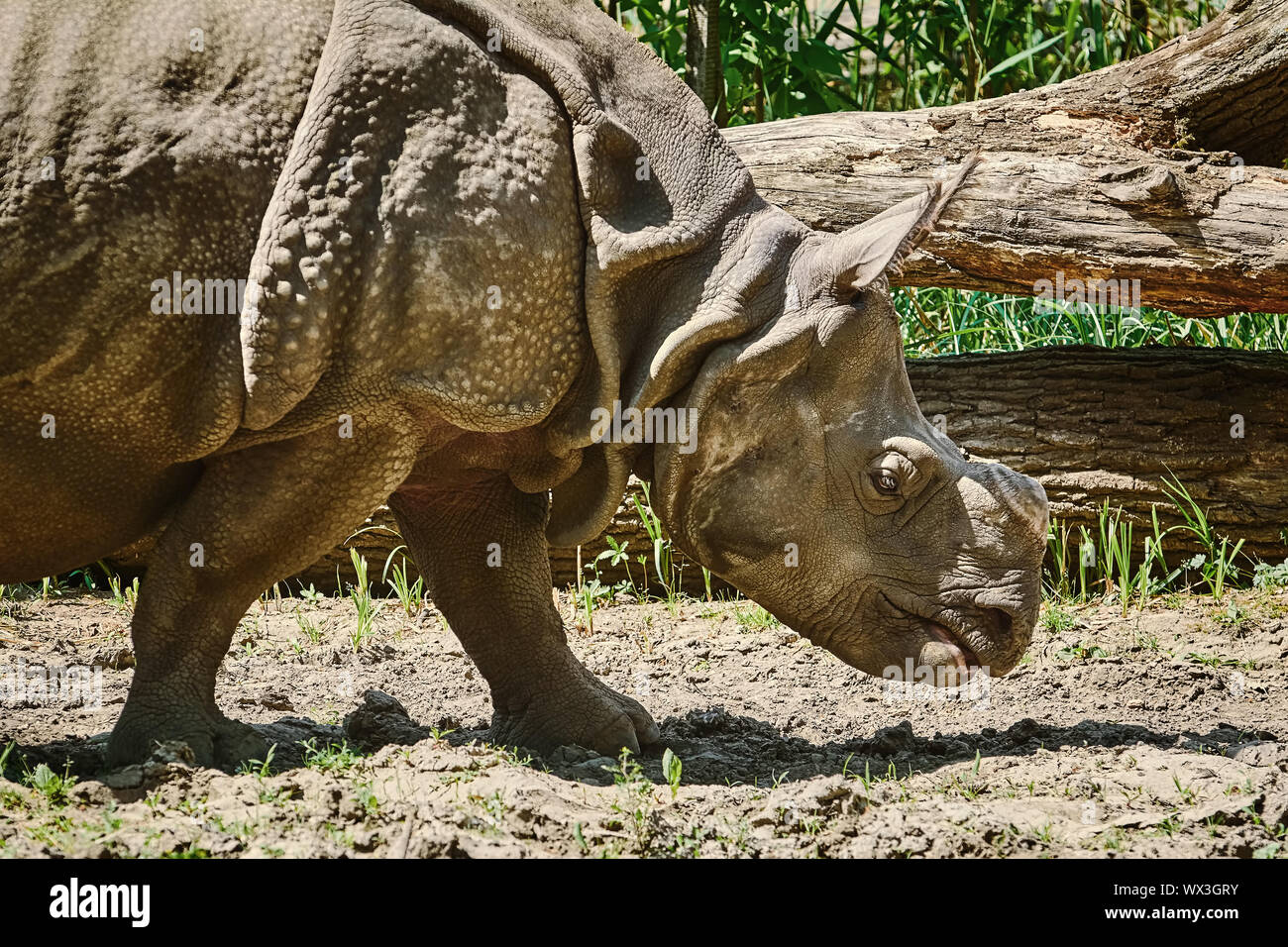 Rhinoceros (Diceros Bicornis) Stock Photo