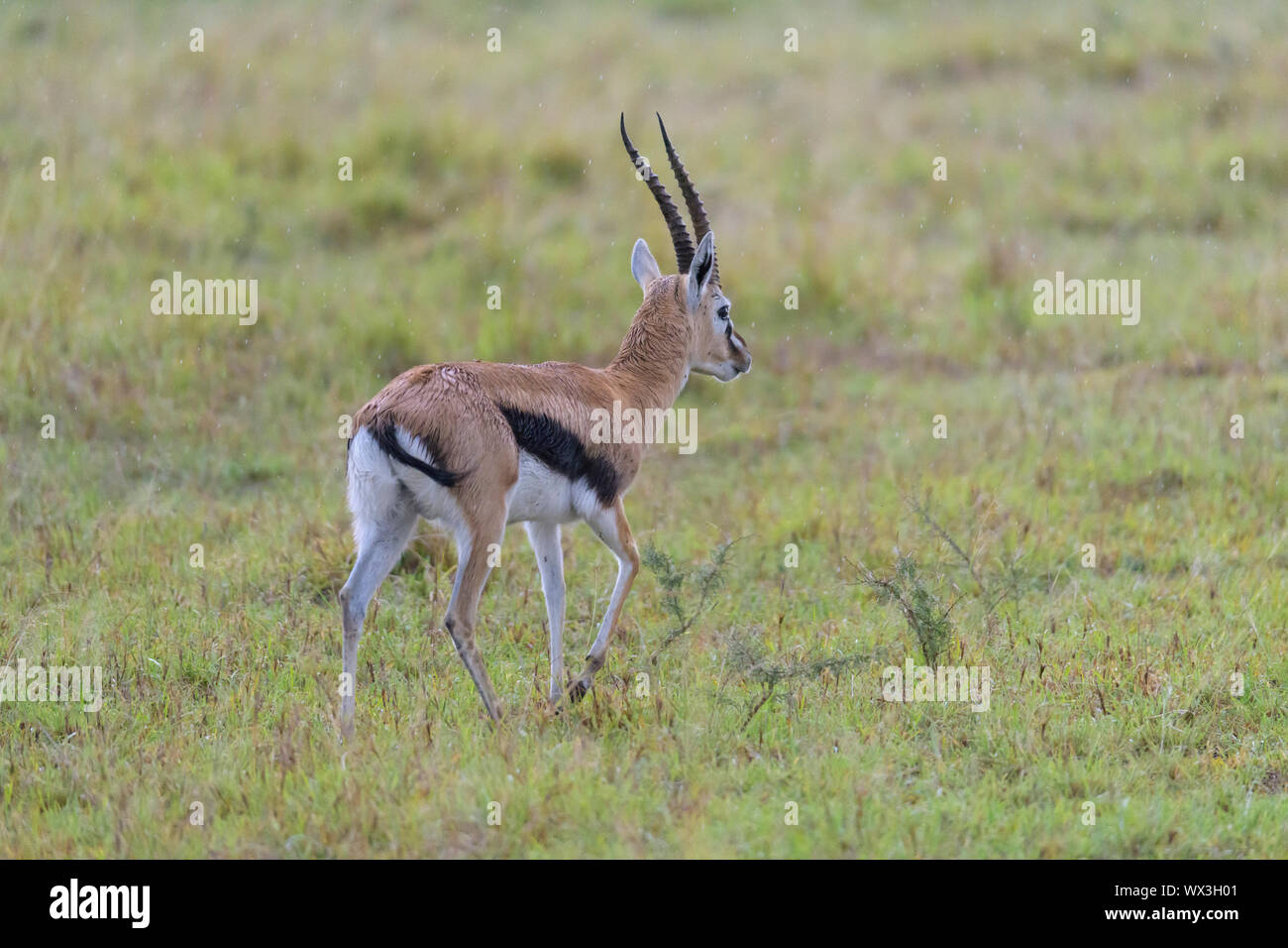 Thomson's gazelle running hi-res stock photography and images - Alamy