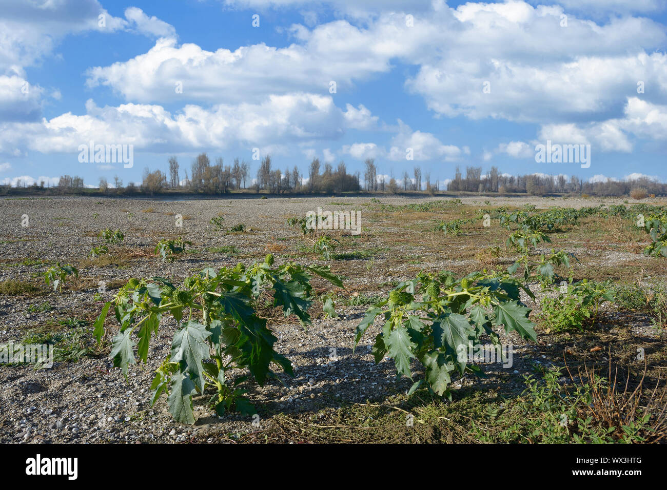 Thorn Apple (Datura stramonium) at Rhine River,Germany Stock Photo