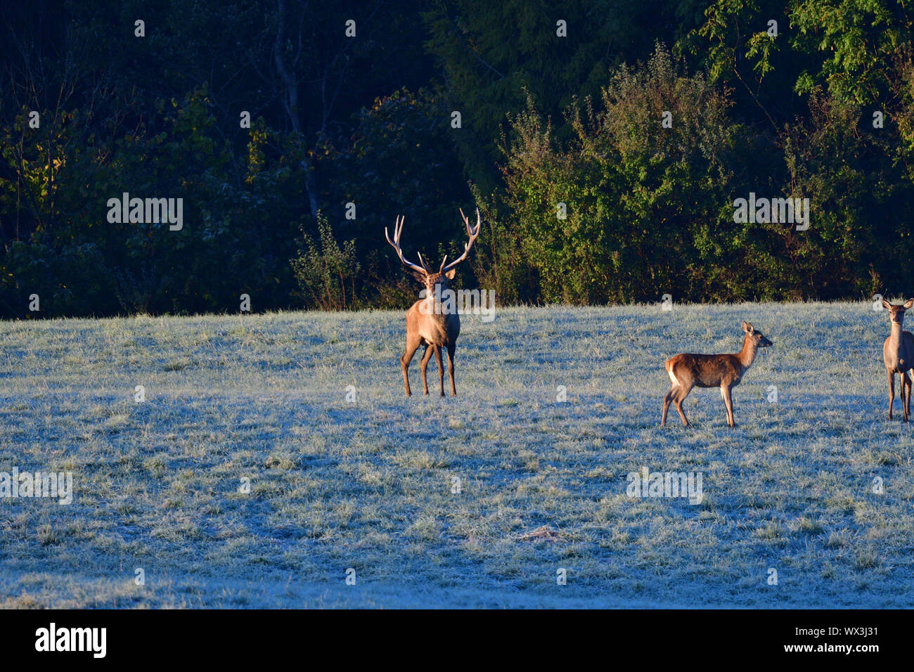 Deer stag defending his herd of female in pairing season Stock Photo ...