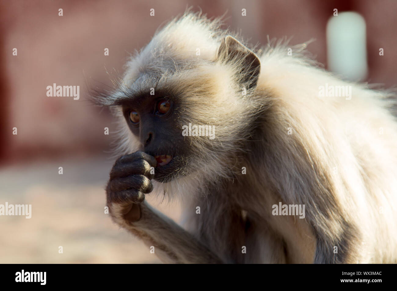 Holy ape hi-res stock photography and images - Alamy Holy ape hi-res stock photography and images - Alamy