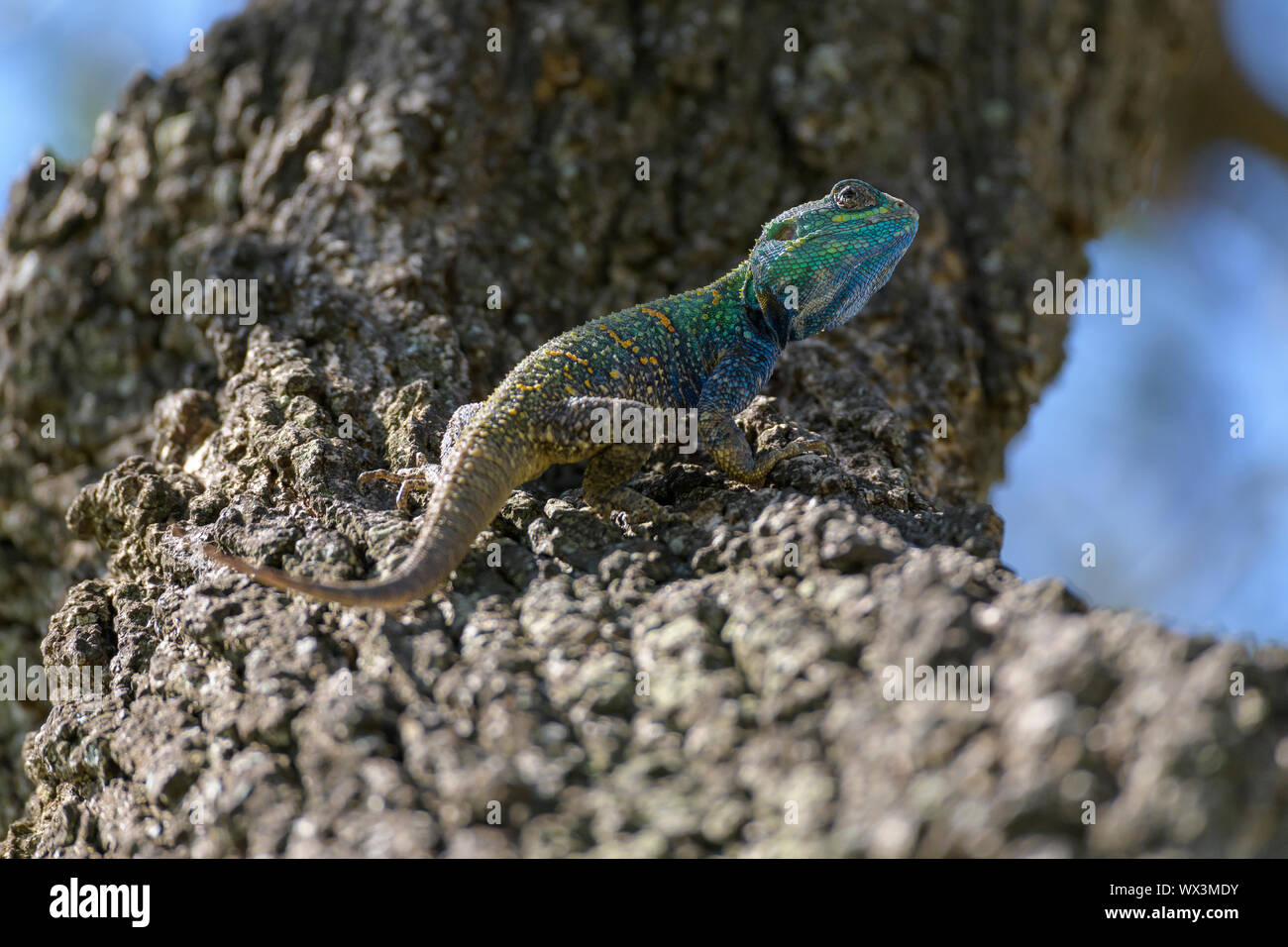 Tree Agama Lizard, Masai Mara National Reserve, Kenya, Africa Stock ...