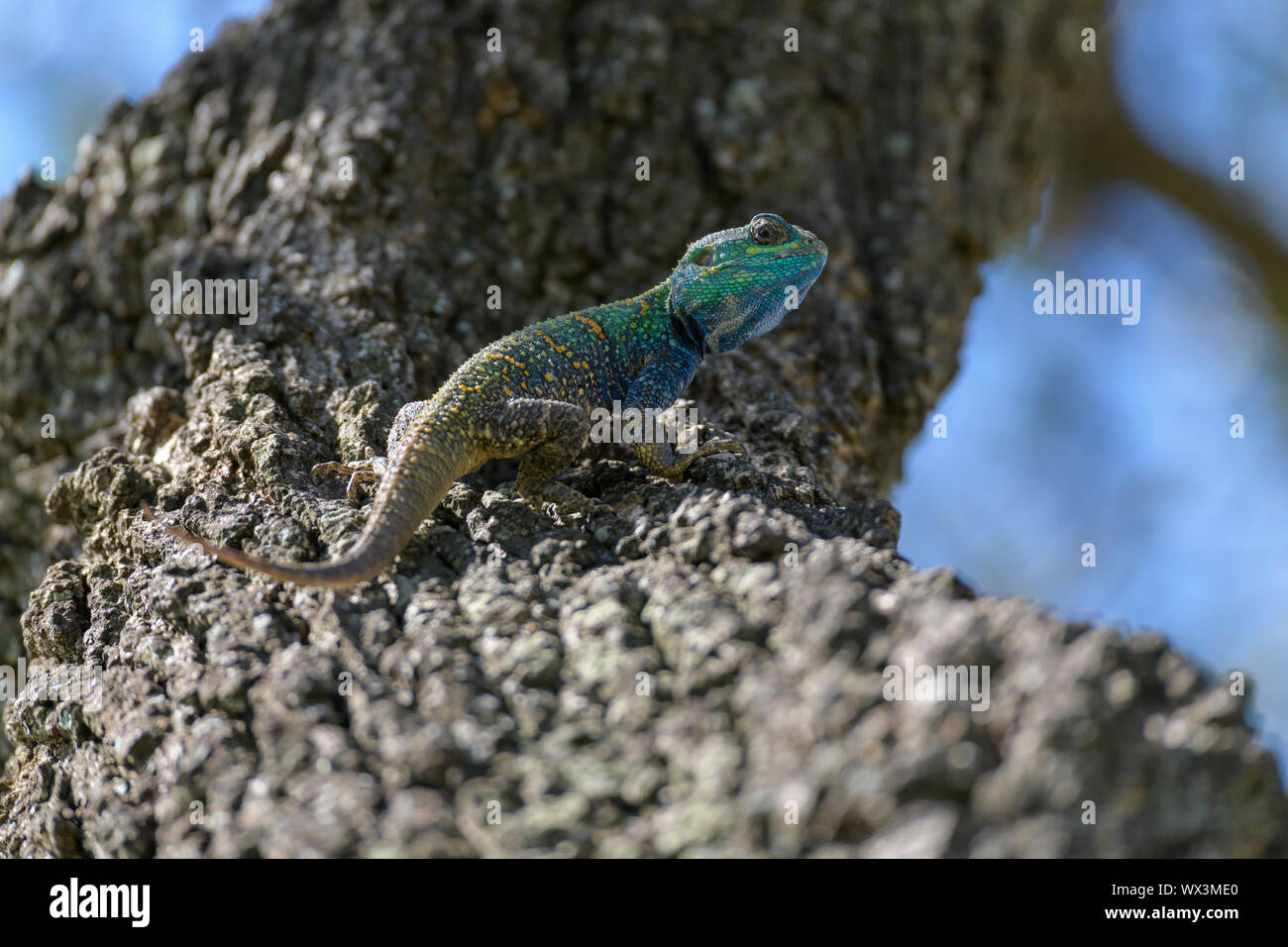 Tree Agama Lizard, Masai Mara National Reserve, Kenya, Africa Stock ...
