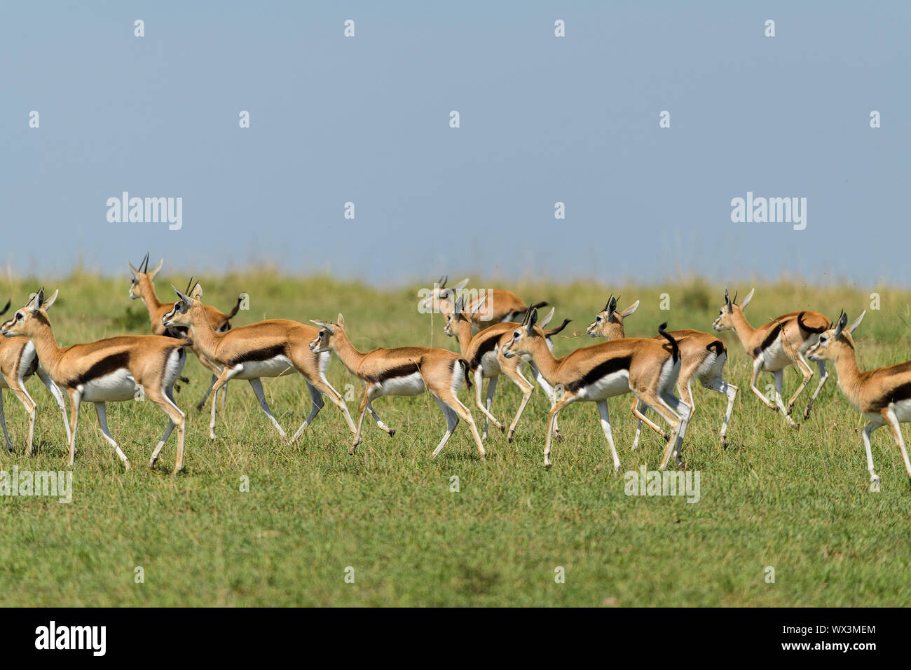 Thomsons Gazelle, Eudorcas thomsonii, herd running, Masai Mara National ...