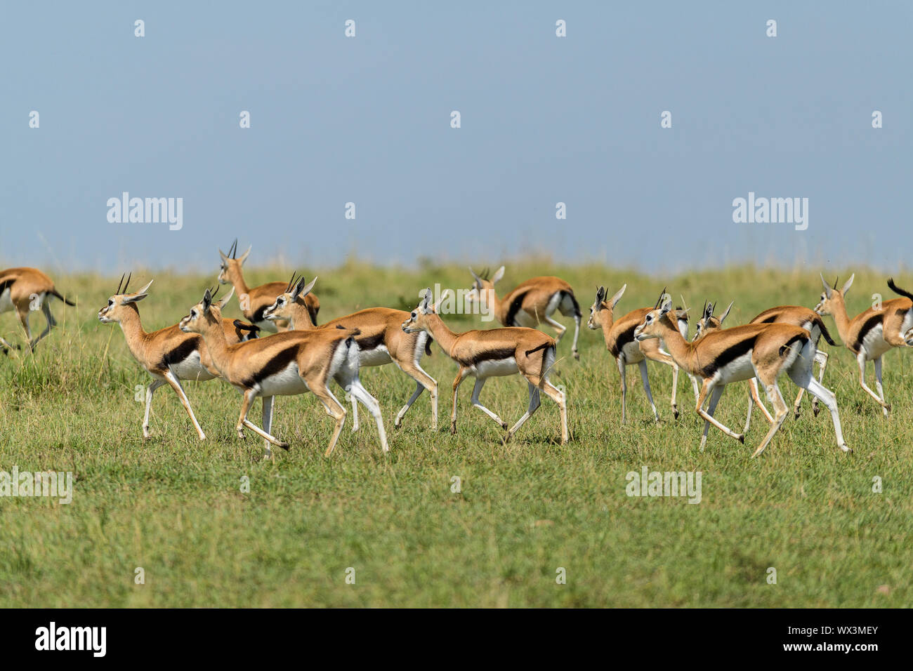 Thomsons Gazelle, Eudorcas thomsonii, herd running, Masai Mara National ...