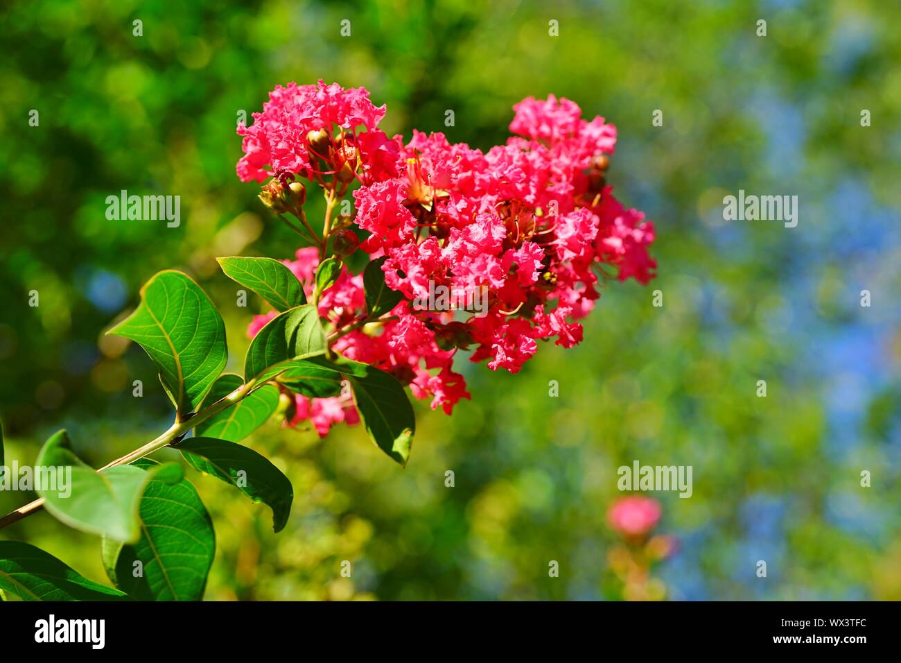 Pink flower clusters of a crape myrtle tree (lagerstroemia) in bloom in summer Stock Photo Alamy