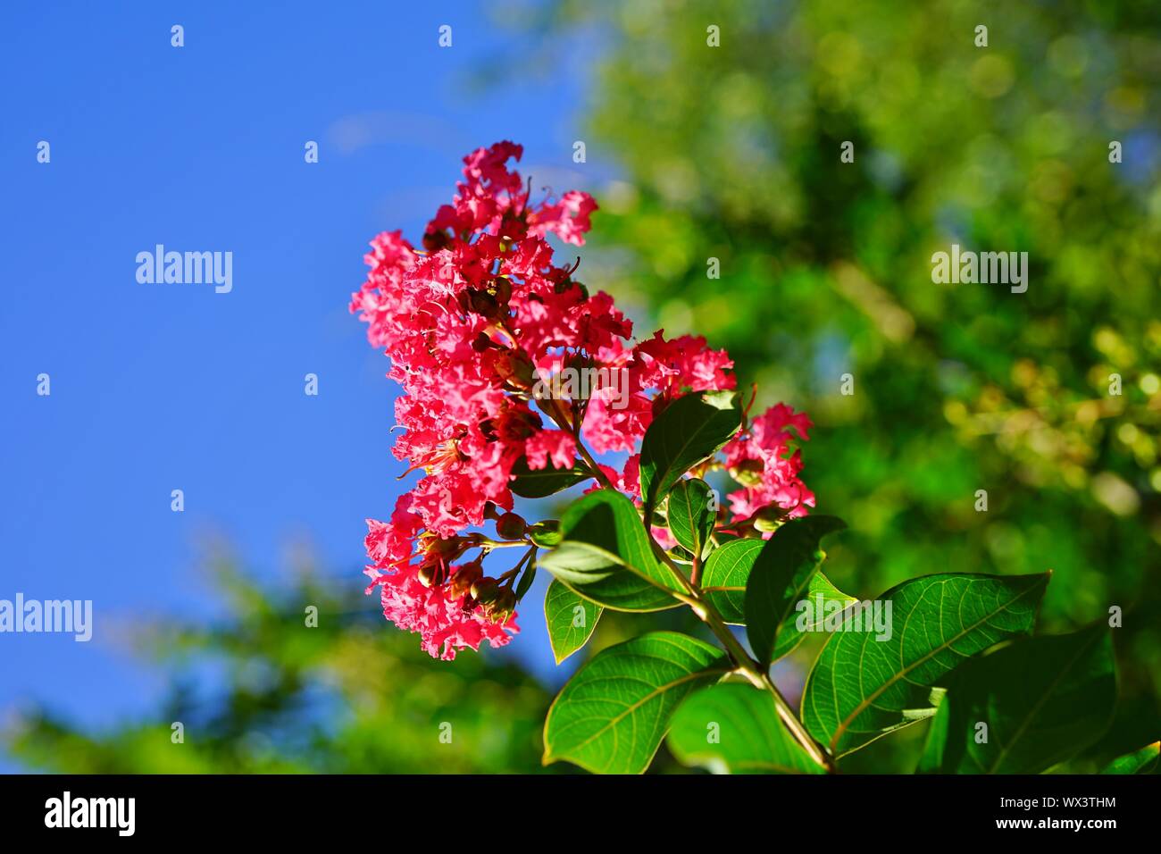 Pink flower clusters of a crape myrtle tree (lagerstroemia) in bloom in summer Stock Photo Alamy