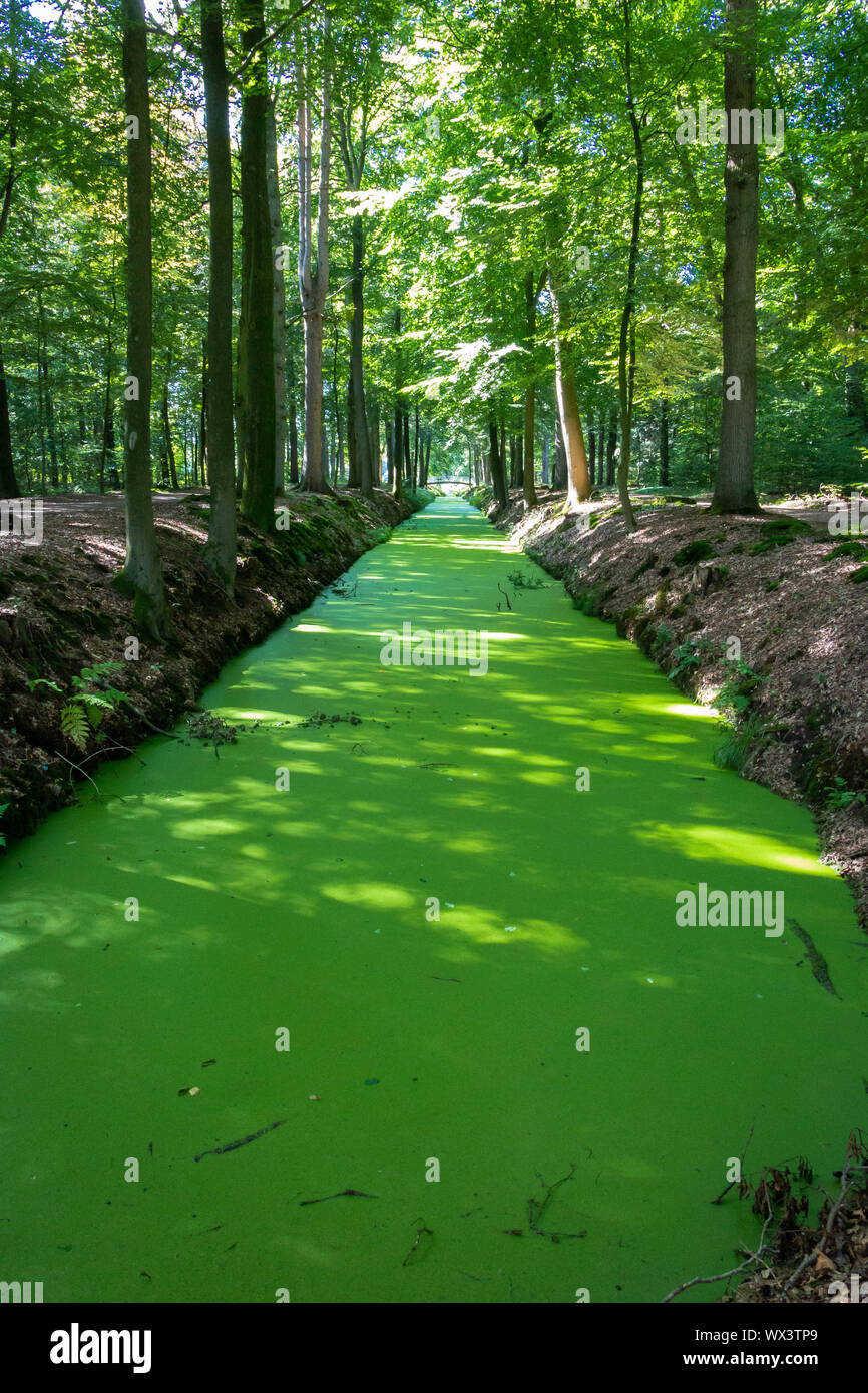 Ditch completely covered with duckweed in the forest at the estate the Laer in the Netherlands province Overijssel nearby the city Ommen Stock Photo