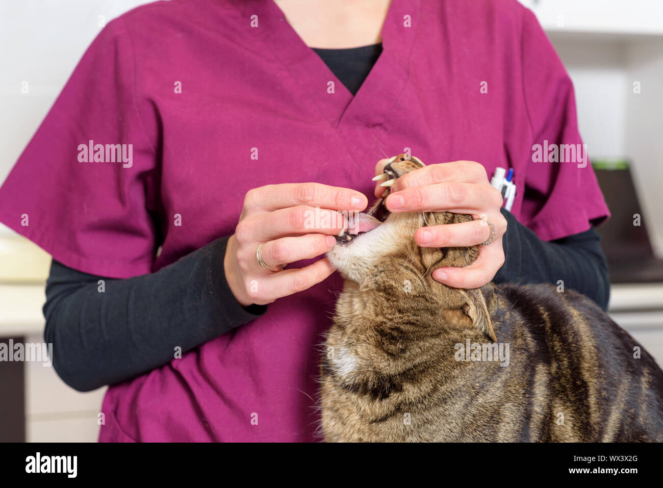 Veterinarian doctor giving a pill for deworming a cat Stock Photo Alamy