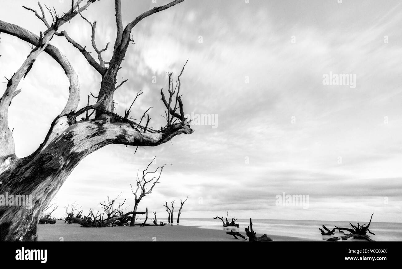 Protected beach wildlife Black and White Stock Photos & Images - Alamy